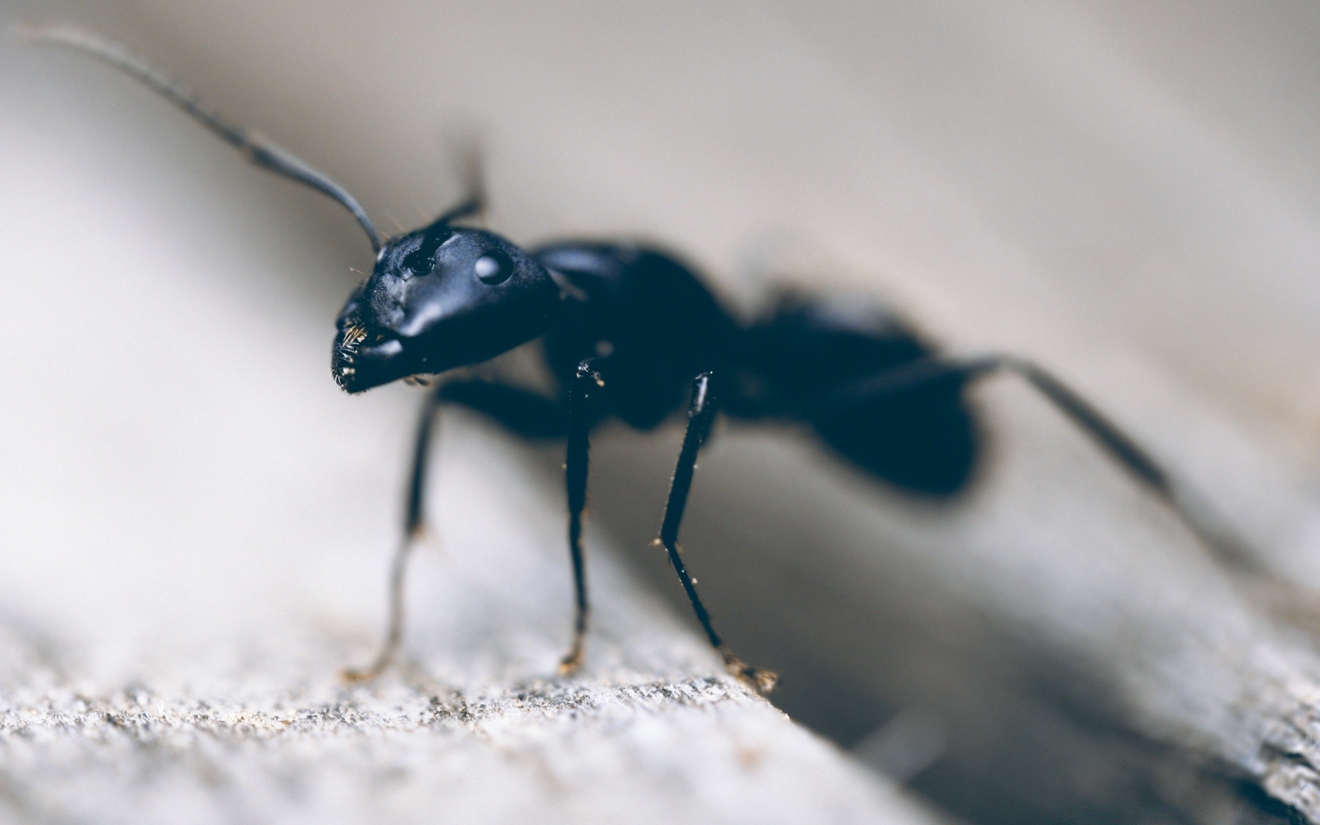 photographie macro insecte invertébré faune nature coléoptère animal biologie unique à l extérieur araignée pest petit