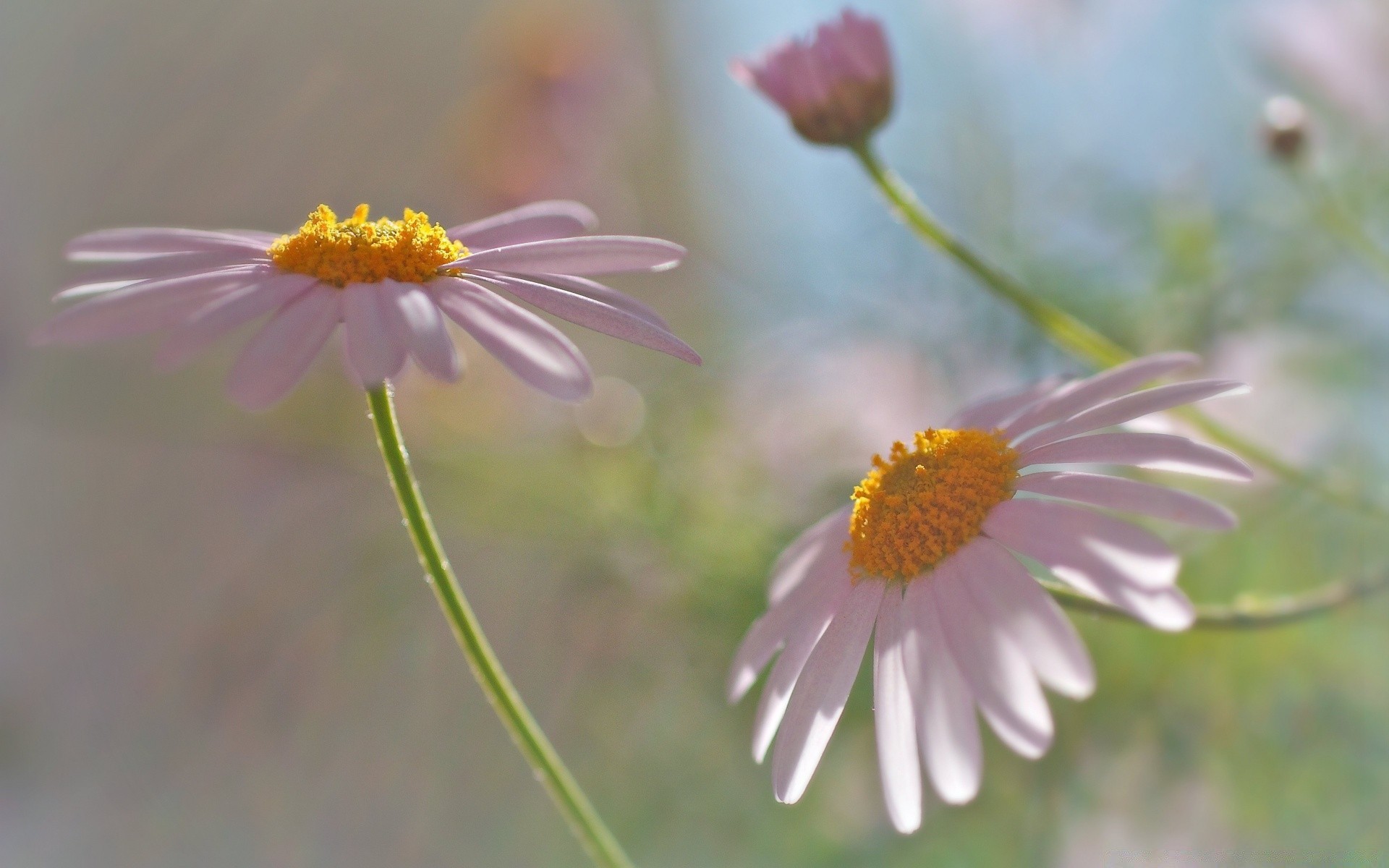 macro nature fleur flore été camomille jardin champ bluming pétale floral gros plan sauvage feuille foin fleurs sauvages lumineux couleur belle croissance