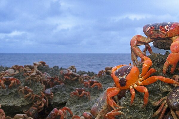 Troupeau de crabes, passage à l eau, maison
