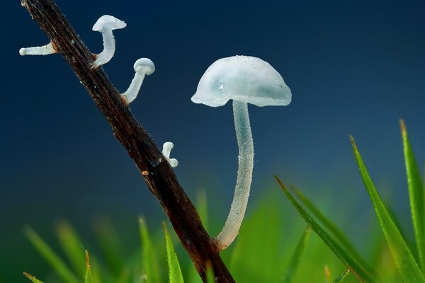 Prise de vue macro d un champignon luzga