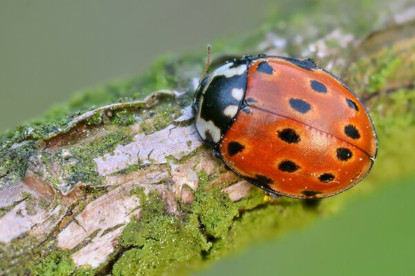 Macro de coccinelle rouge