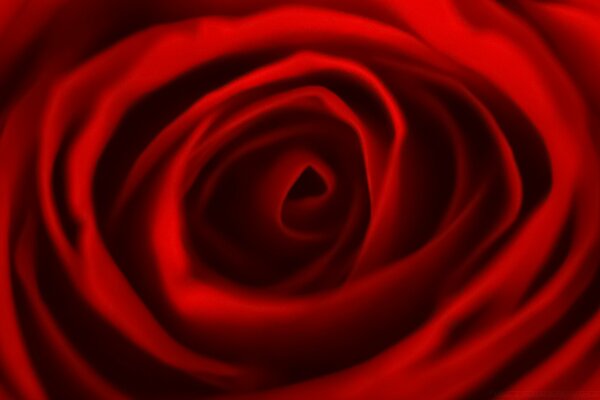 Tissu rouge en forme de rose