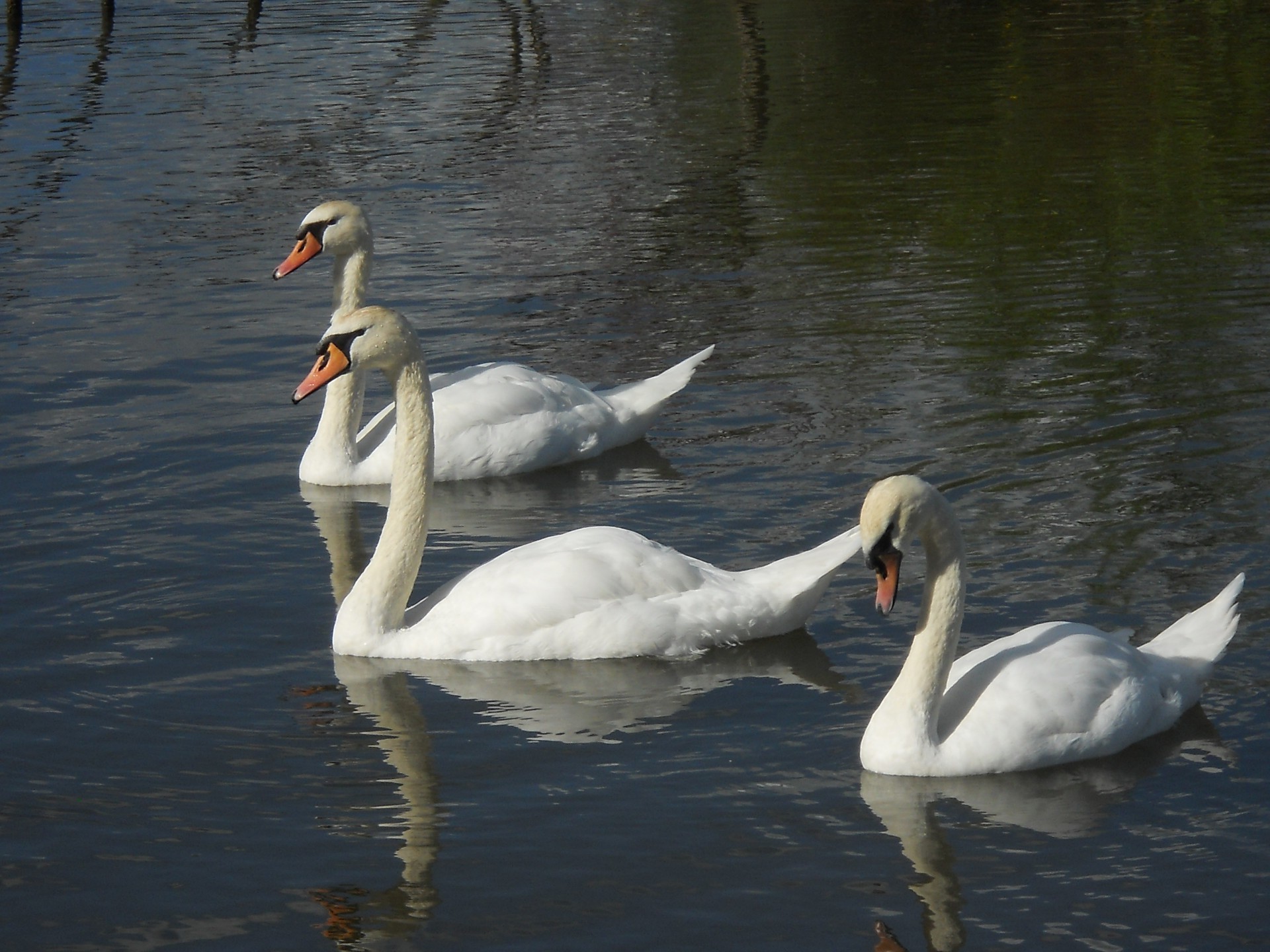 cygne oiseau eau lac sauvagine oie canard natation muet piscine réflexion faune oiseaux nature plume cou rivière animal