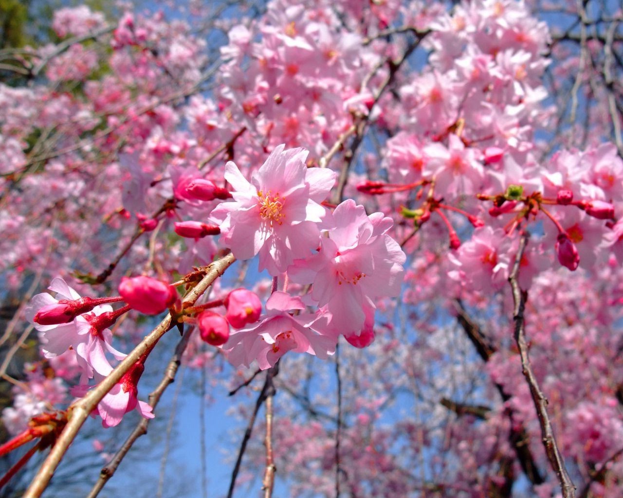 cerise fleur branche arbre flore nature saison bluming jardin croissance pétale feuille printemps copain à l extérieur parc couleur lumineux floral