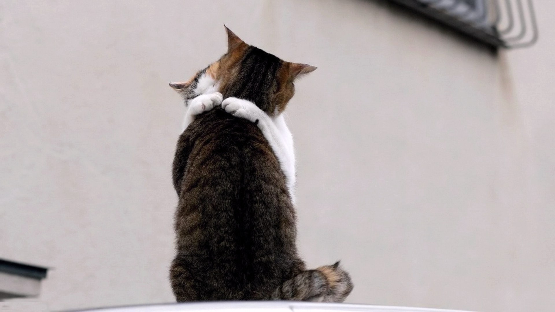 chat mammifère mignon animal chaton animal de compagnie unique domestique fourrure