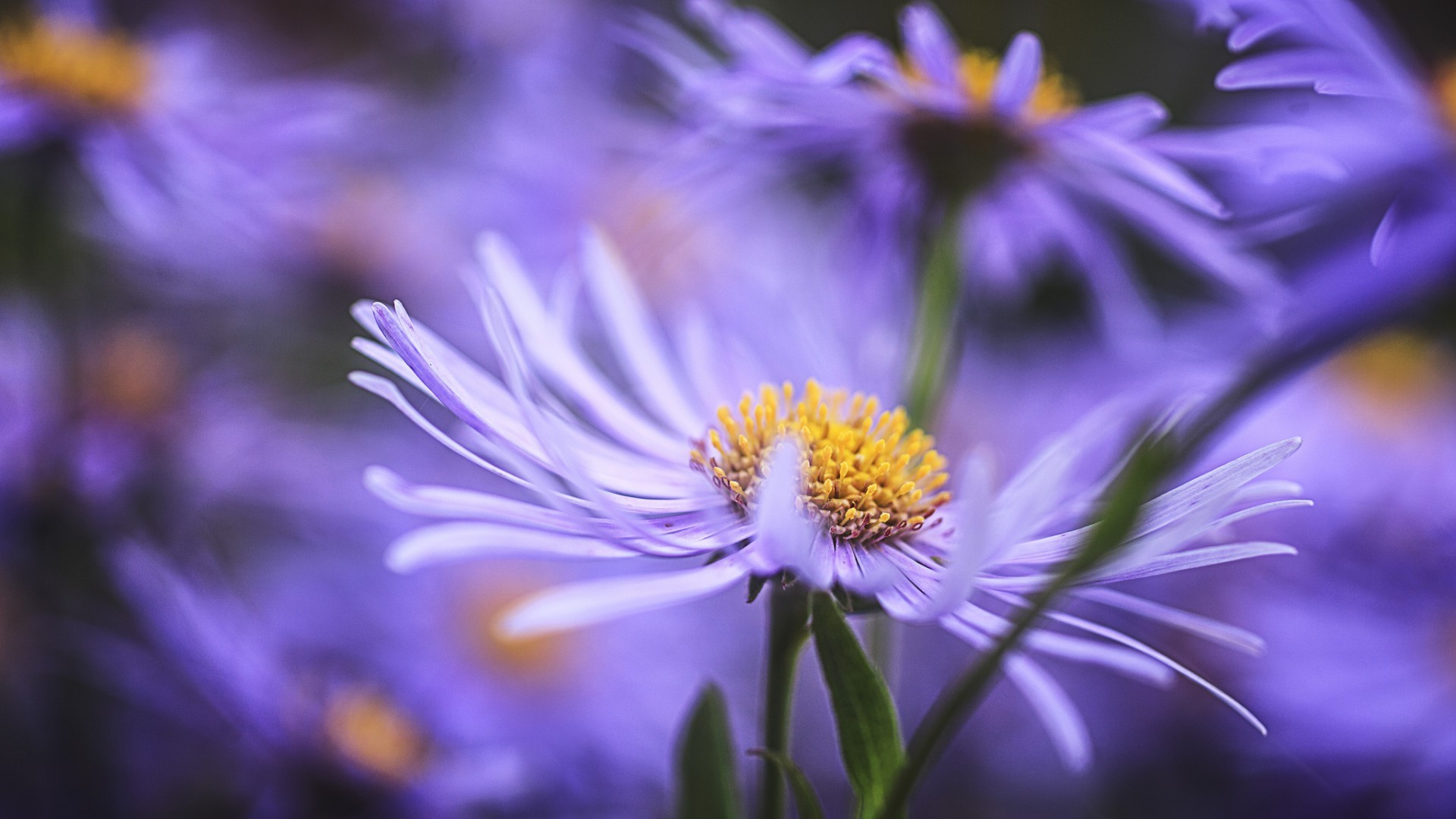 nature fleur flore été jardin floral pétale lumineux feuille couleur bluming gros plan belle à l extérieur délicat