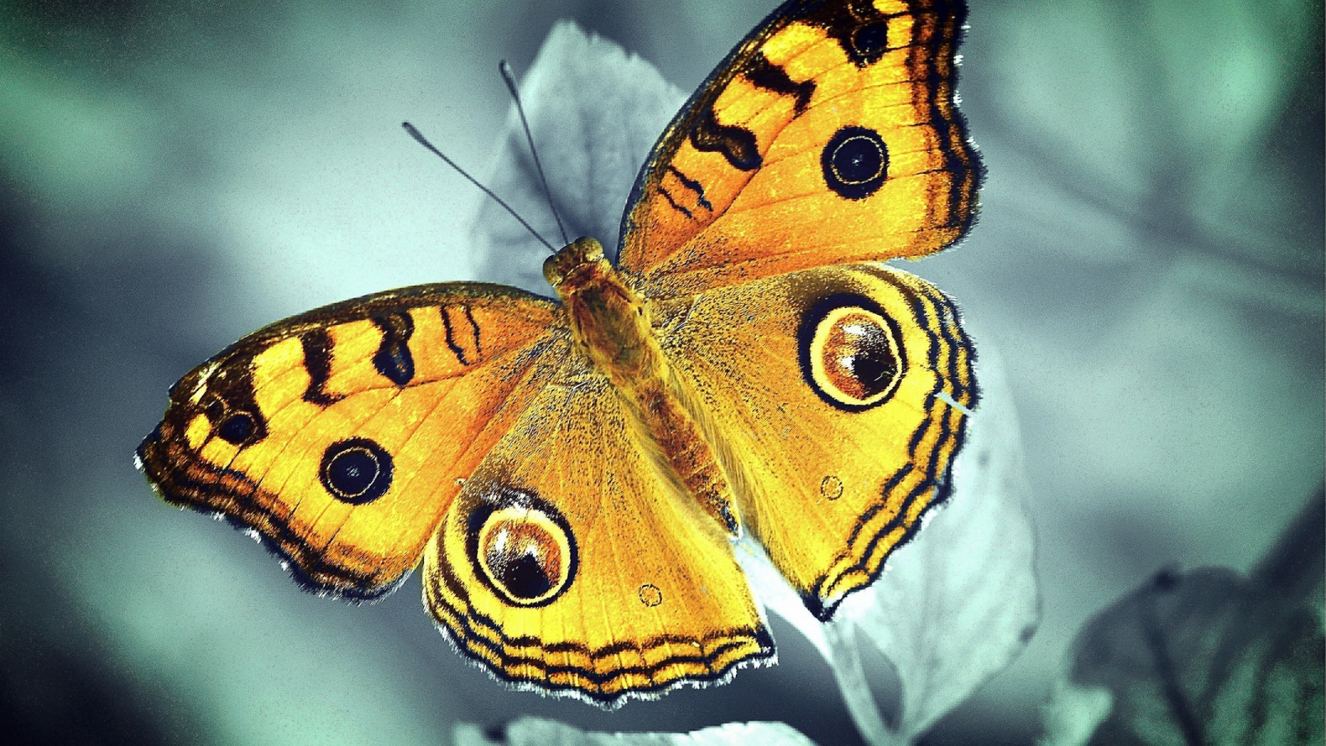 papillon insecte nature invertébrés la faune animal aile monarque à l extérieur lépidoptères papillon couleur été biologie jardin sauvage mouche belle