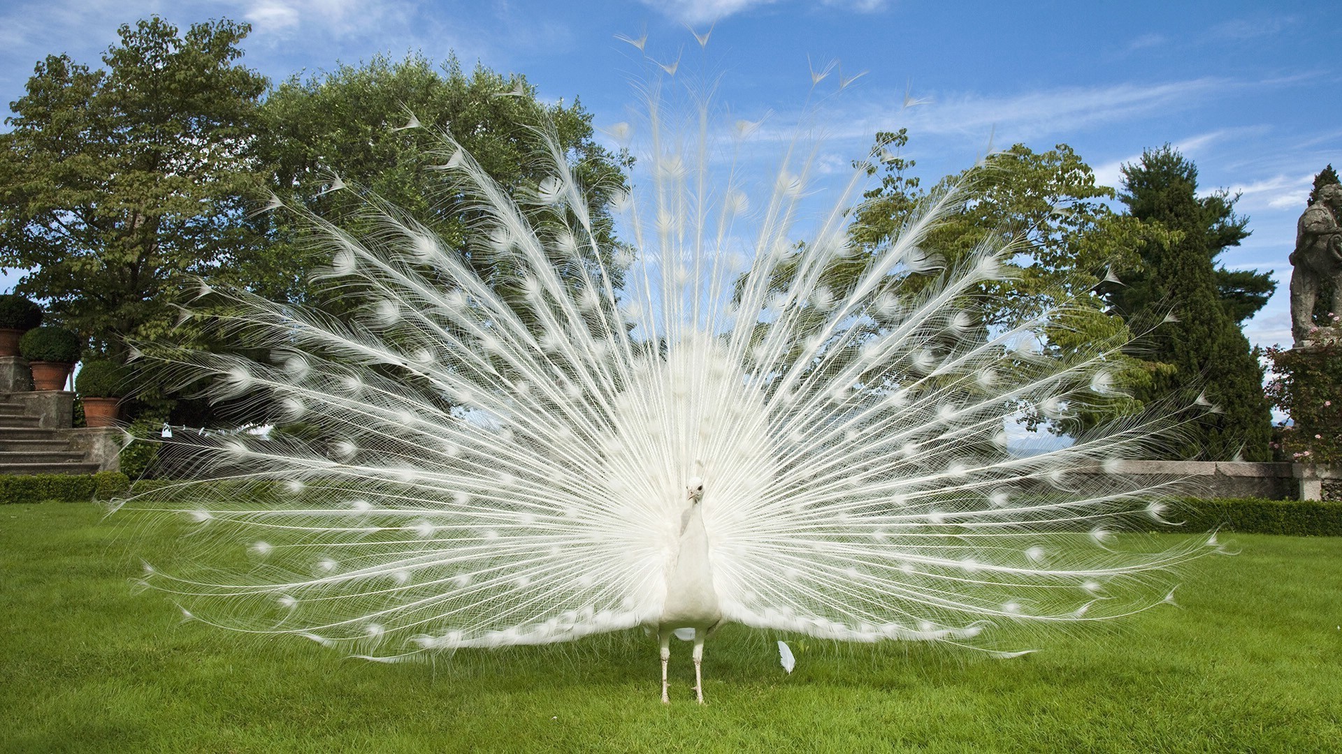 nature herbe parc à l extérieur belle été jardin lumineux ciel flore pelouse