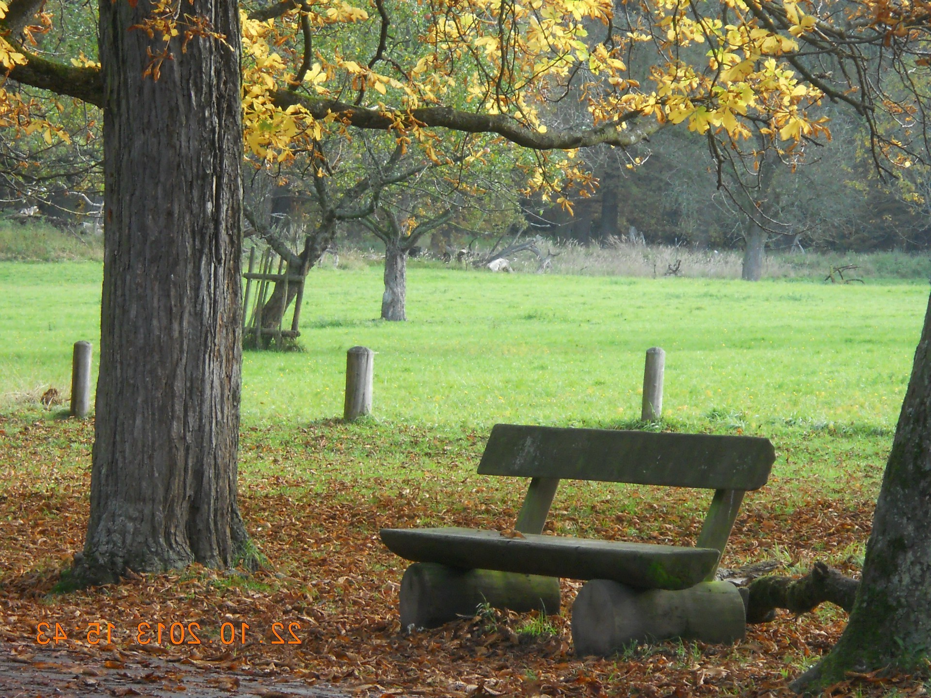 automne arbre banc bois feuille parc saison paysage nature à l extérieur érable lieu jardin herbe scénique pleside environnement lumière du jour couleur