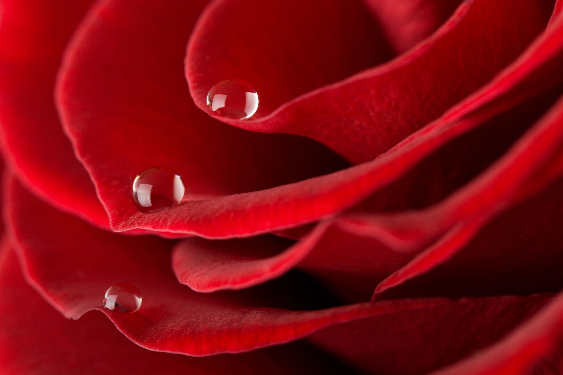 rose amour romance fleur pétale romantique bluming délicat anniversaire botanique nature flore cadeau belle jardin couleur amour rosée floral