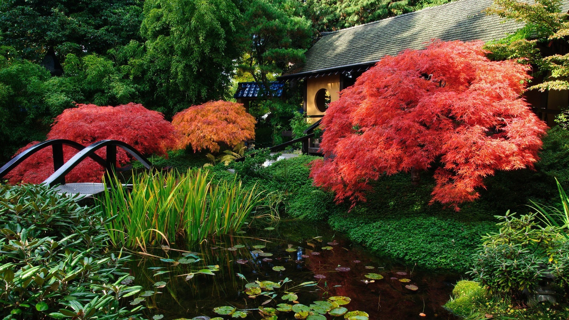 feuille jardin arbre automne parc bois nature à l extérieur fleur paysage saison