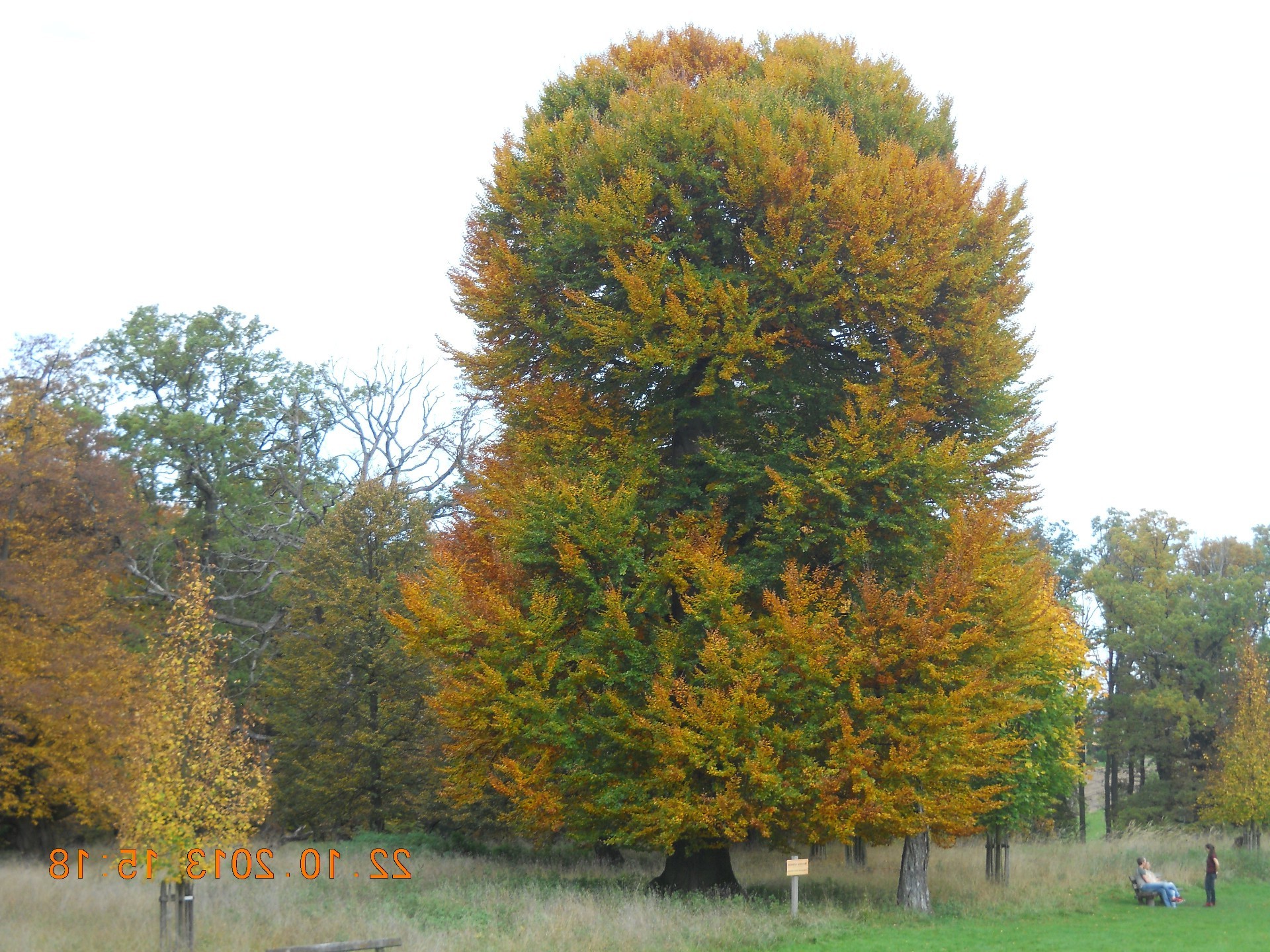 automne arbre feuille paysage nature parc saison bois extérieur beau temps campagne scénique environnement herbe lumineux rural scène branche couleur
