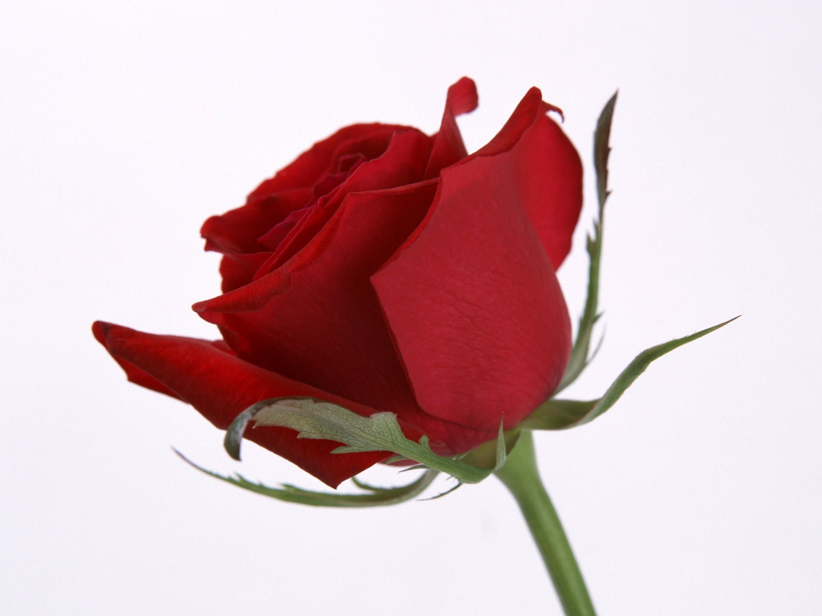 fleur rose amour romance nature floral mariage cadeau pétale flore anniversaire bouquet feuille copain romantique couleur été bluming anniversaire