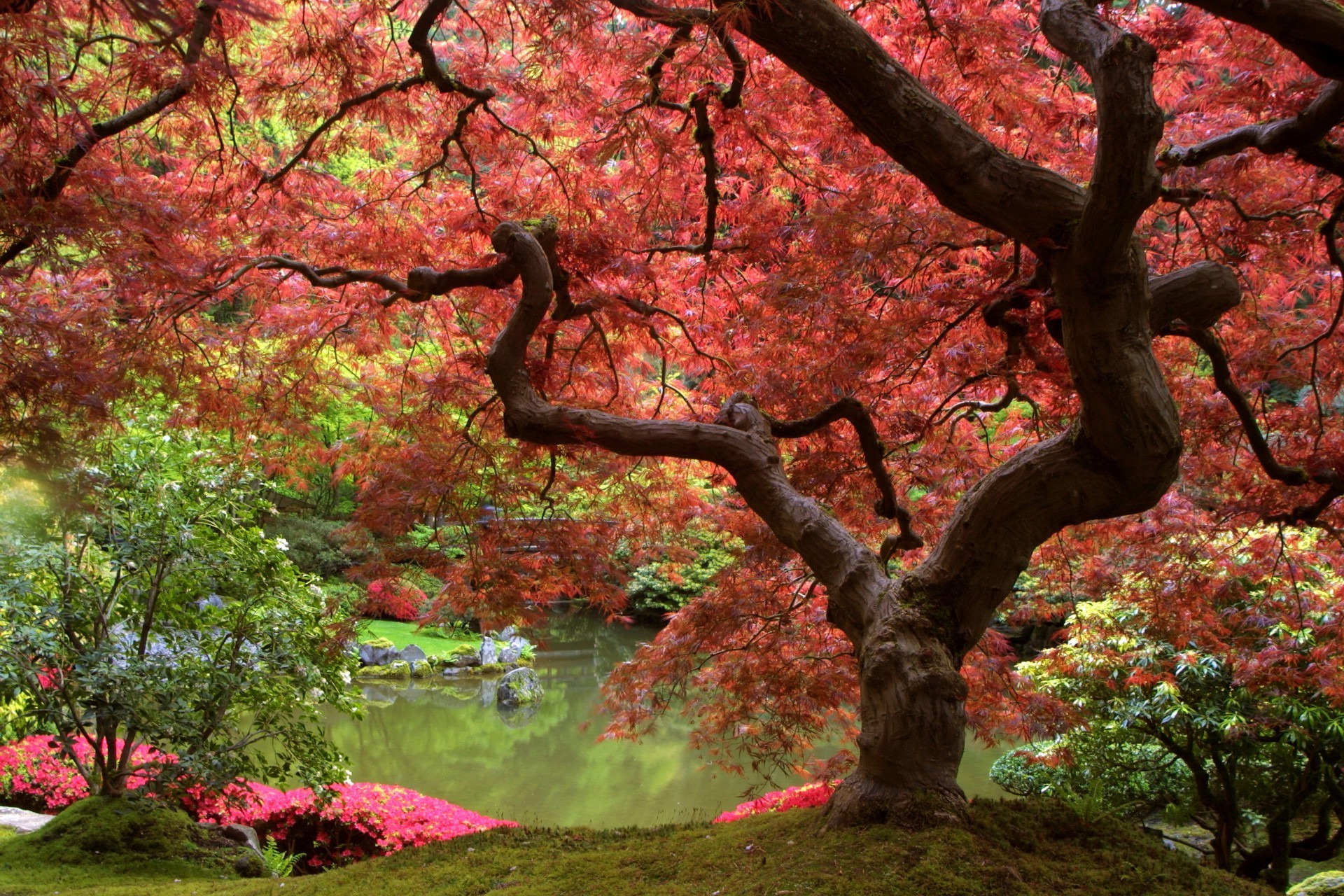 arbre feuille automne parc érable branche nature saison paysage bois jardin extérieur couleur fleur flore environnement scénique