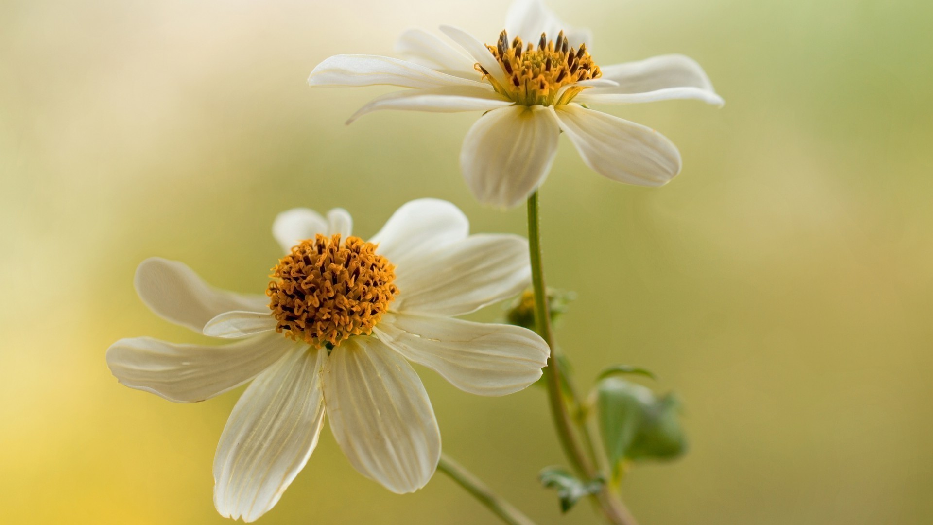 nature fleur flore été feuille jardin floral croissance lumineux pétale