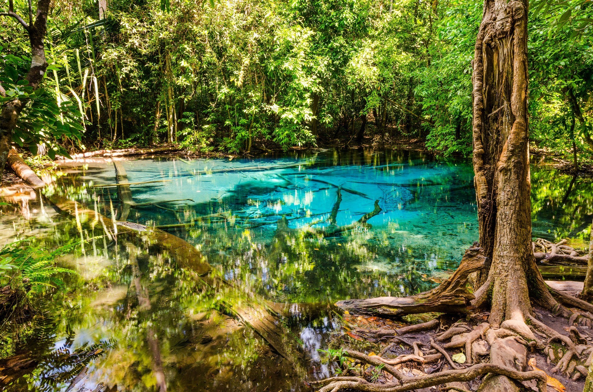 eau bois nature arbre feuille été voyage tropical paysage parc rivière flore belle à l extérieur environnement jungle scénique lac réflexion