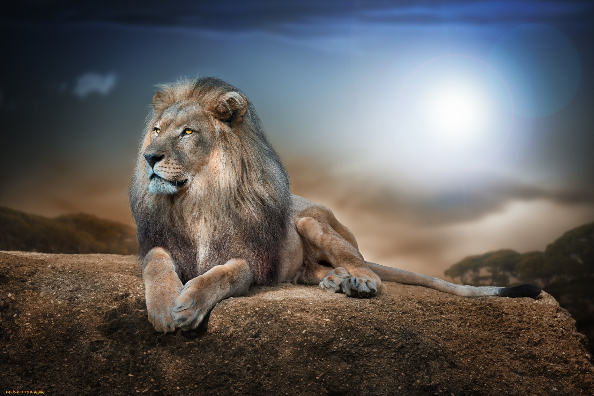 mammifère lion faune