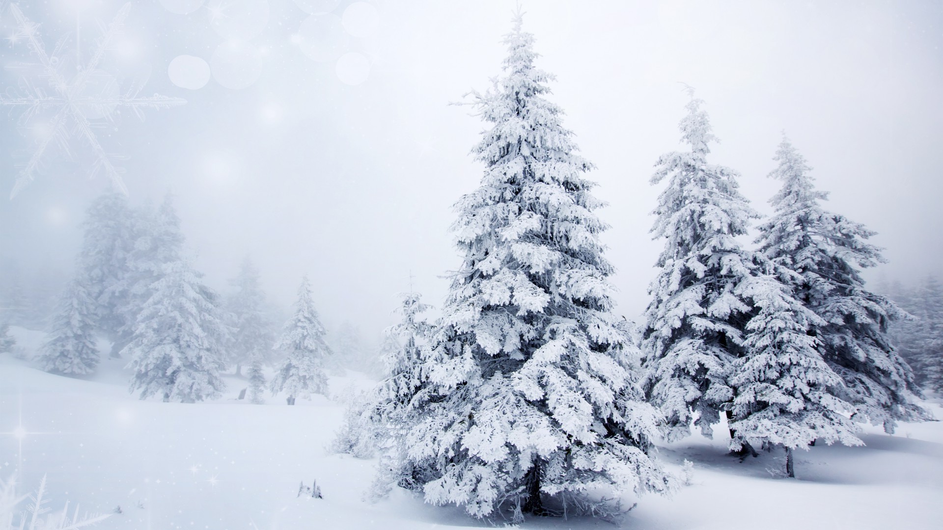 neige hiver gel froid congelé glace bois arbre météo saison noël pin neigeux givré tempête de neige sapin paysage sapin