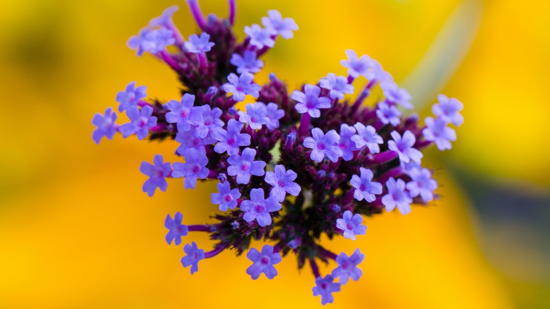 fleur nature flore floral flou jardin été feuille couleur bluming