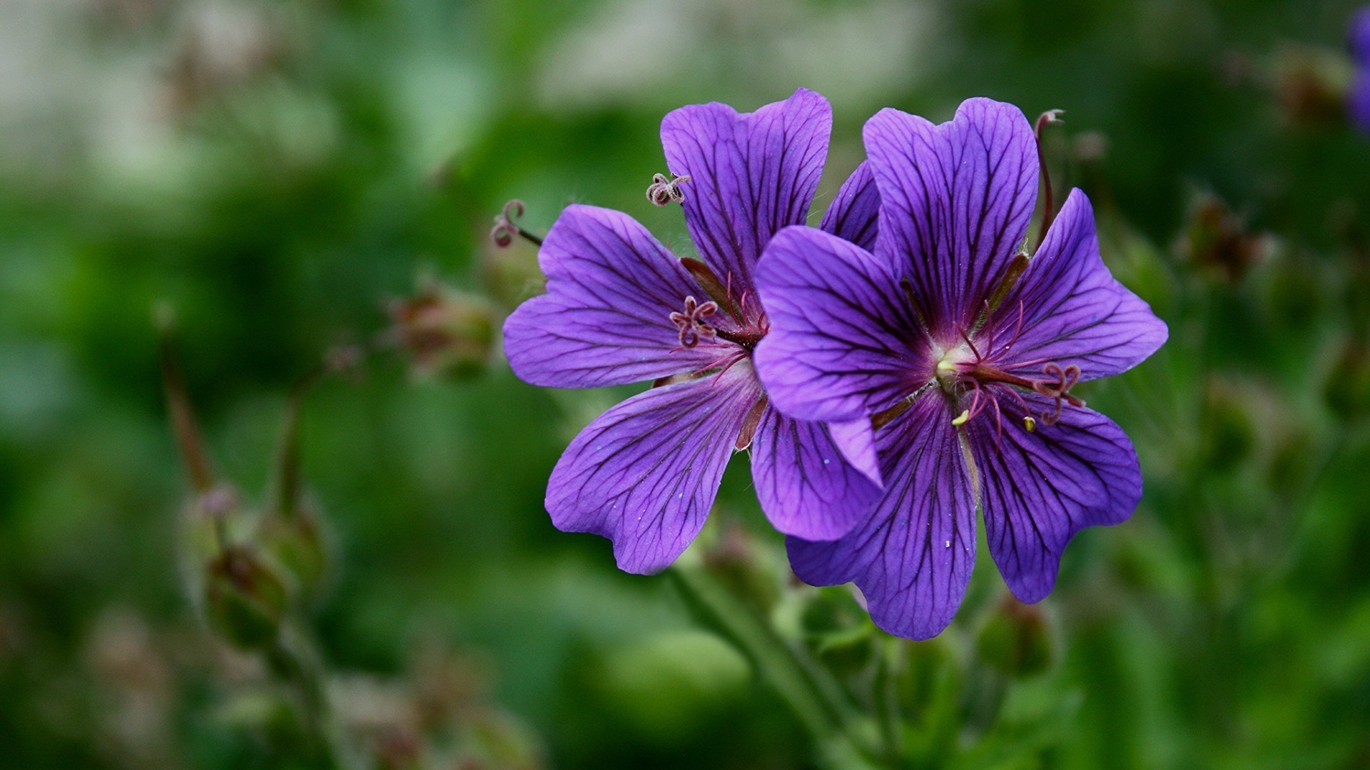 nature fleur jardin flore été gros plan bluming couleur à l extérieur feuille