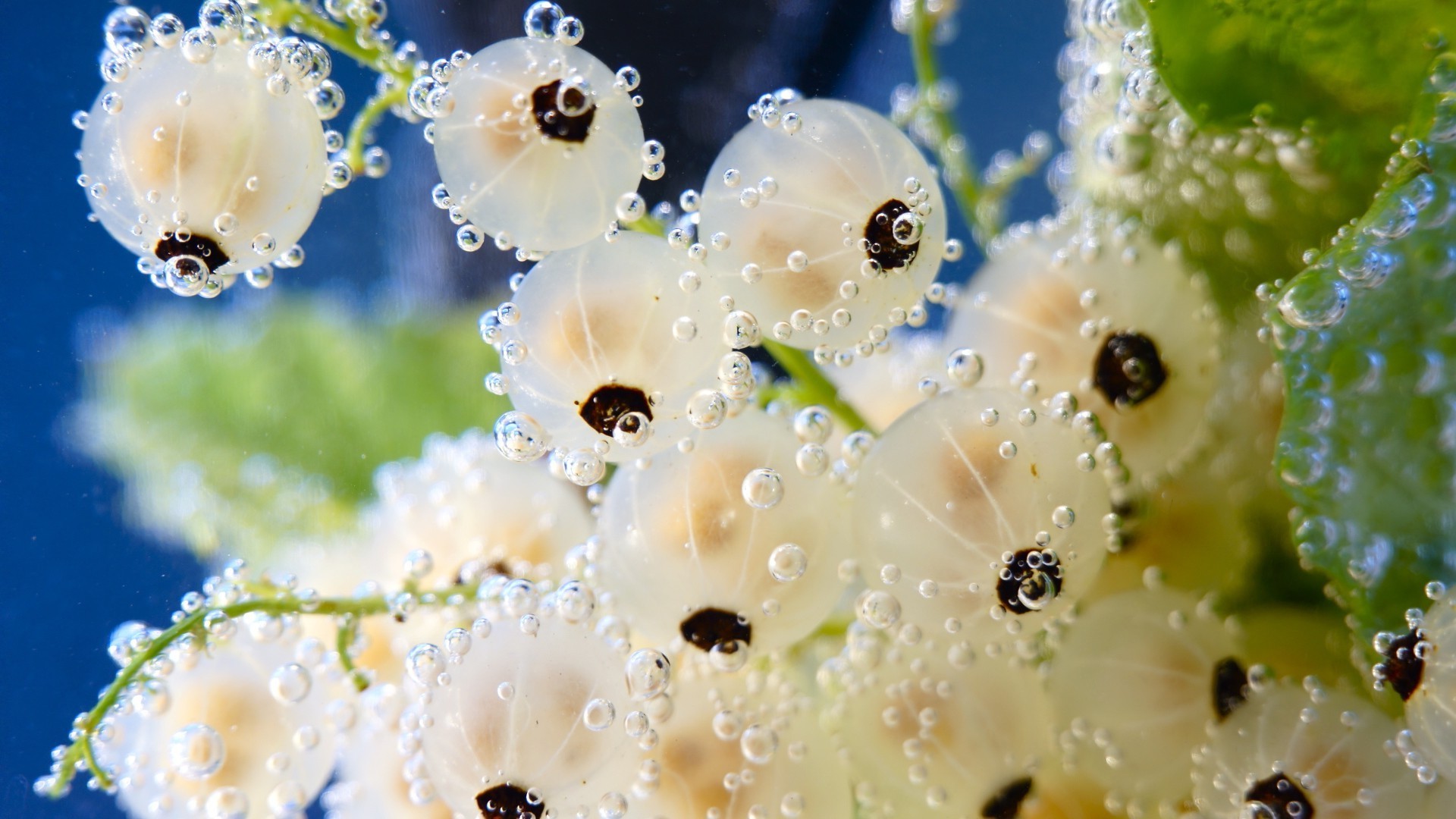 nature fleur pluie chute décoration rosée eau été