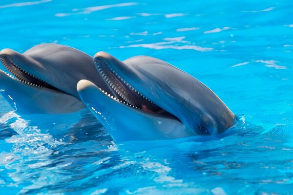 Deux dauphins furtivement hors de l eau