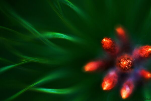Photo floue d une plante rouge