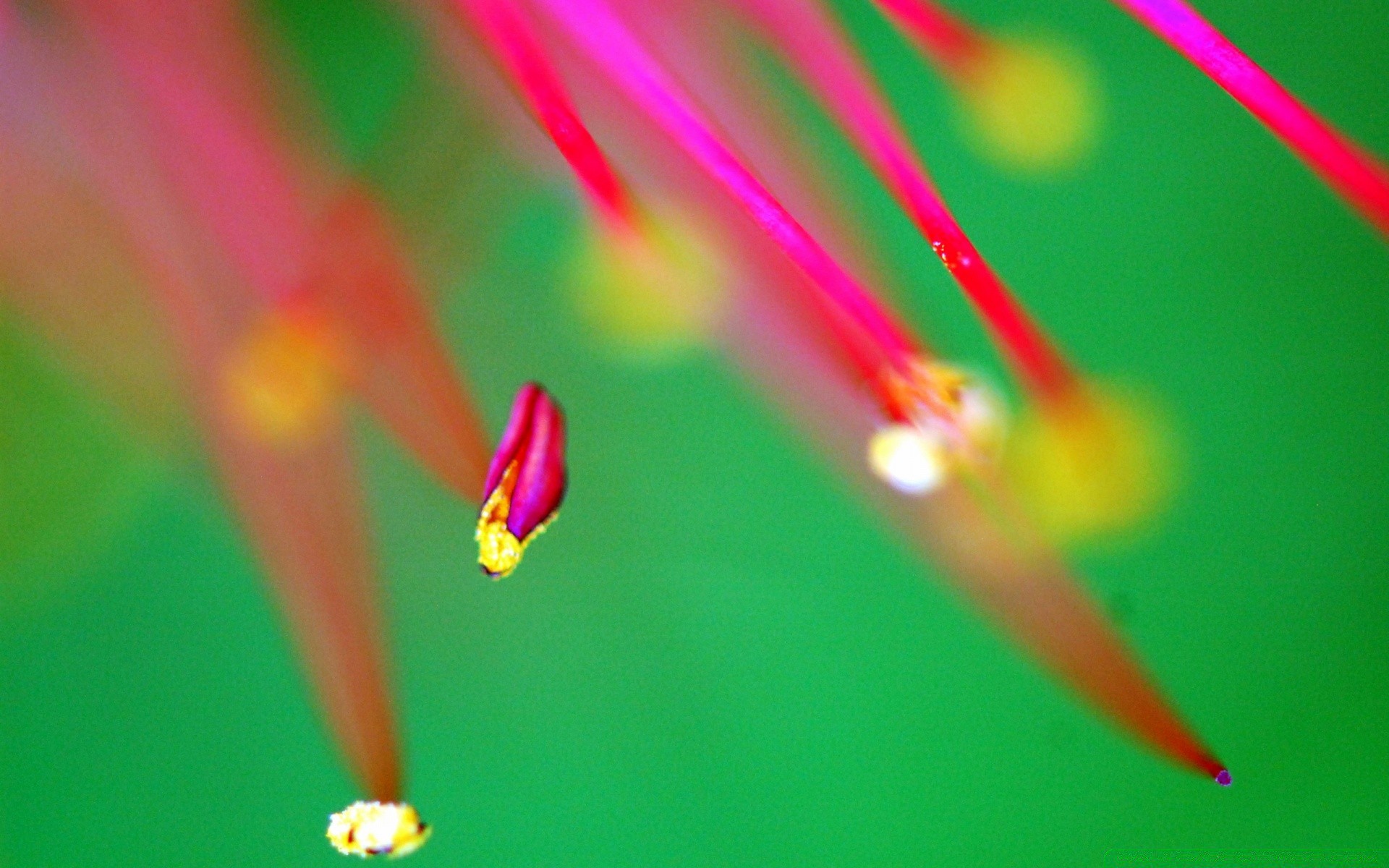 macro flou lumineux couleur nature art