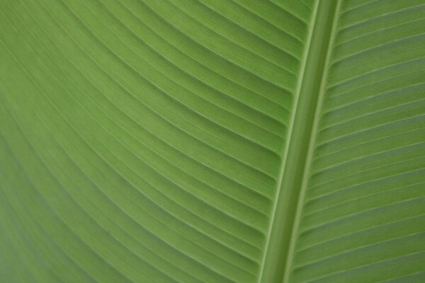 Ils ont vécu. Feuille texturée verte