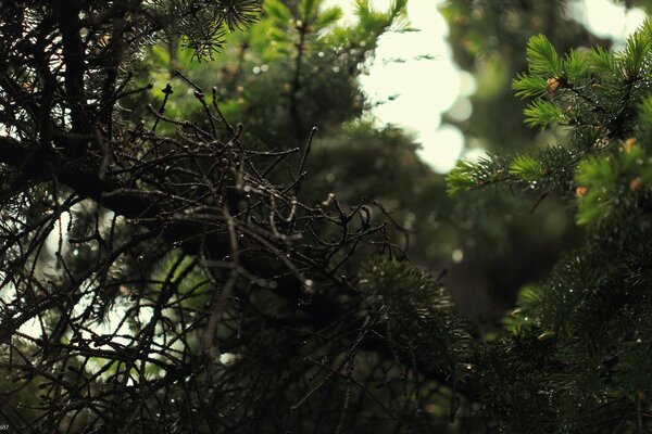 Conifères. Bois conifère. Nature