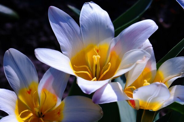 Belles fleurs blanches bouchent