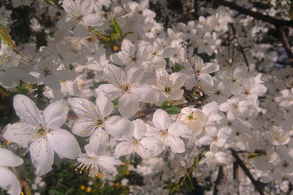 Fleurs blanches. Floraison au printemps
