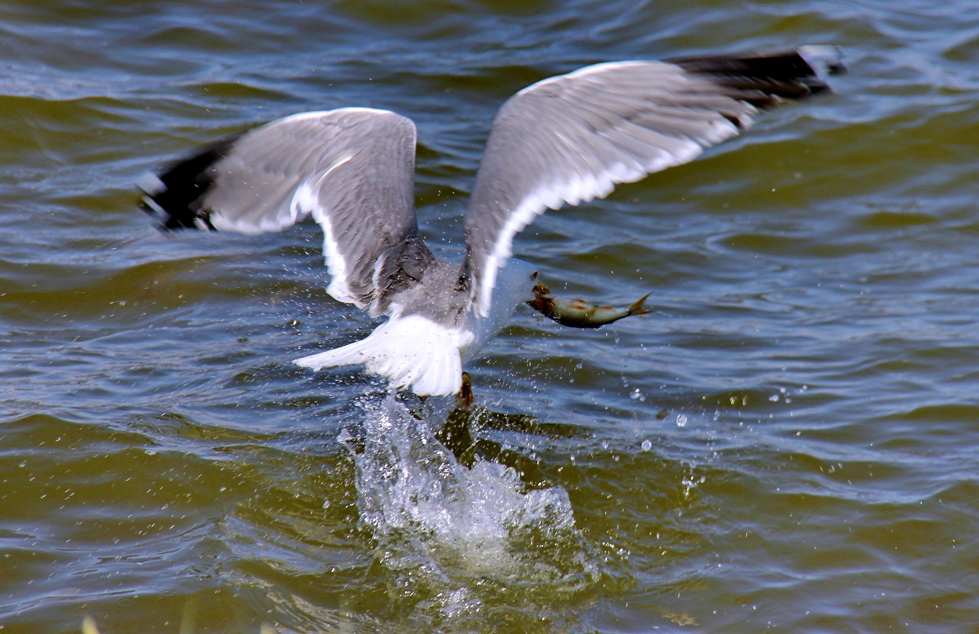 mouette oiseau mouette faune vol eau mouche nature oiseaux plume animal canard aile bec oie sauvagine