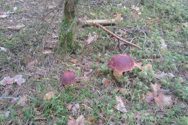 Résultat de brumes épaisses en automne dans la forêt