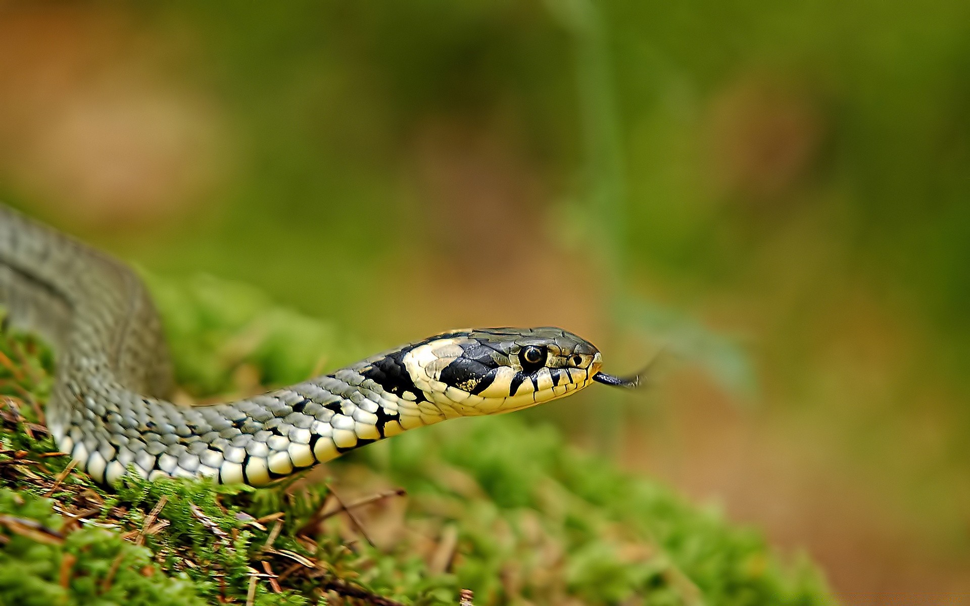 reptiles et grenouilles serpent gazebo la faune la nature animal viper venin venin boa zoologie python danger sauvage herpétologie mortel glisser suspendre à l extérieur cobra