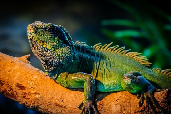 Reptile rampant sur une branche d arbre