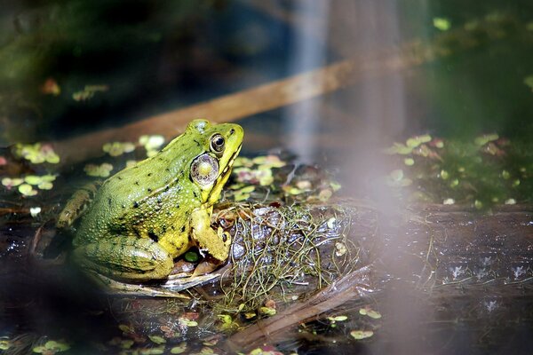 Grenouille crapaud lentille d eau marais eau odeur