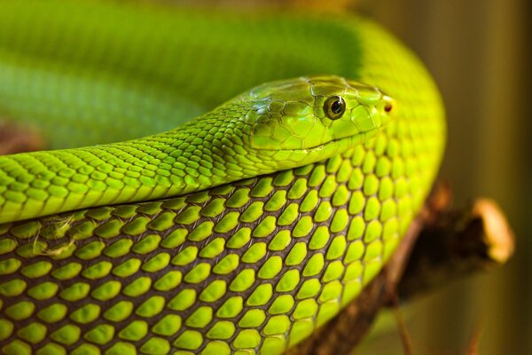 Serpent vert vif gros plan