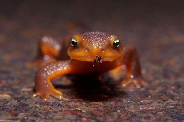 Amphibiens à l état sauvage