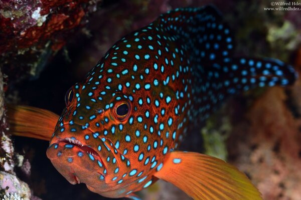 Beau poisson tacheté dans l aquarium