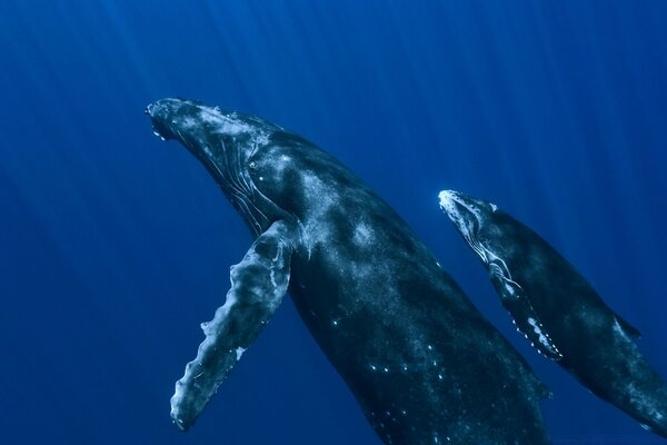 Une famille de baleines. Maman et la baleine