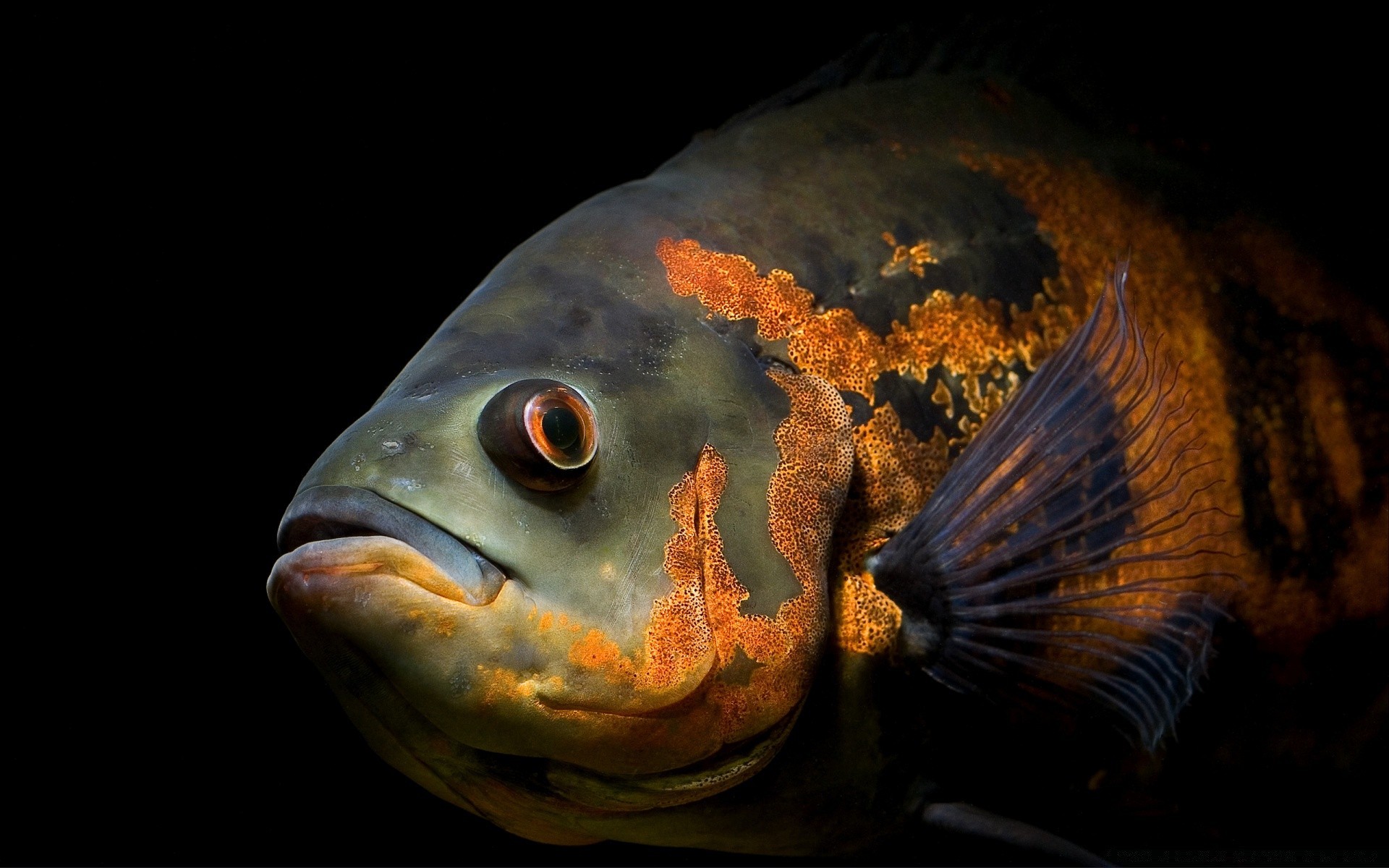 animaux marins poissons sous-marin aquarium natation carassin océan fruits de mer nature unique mer fin poisson rouge invertébrés eau eau douce