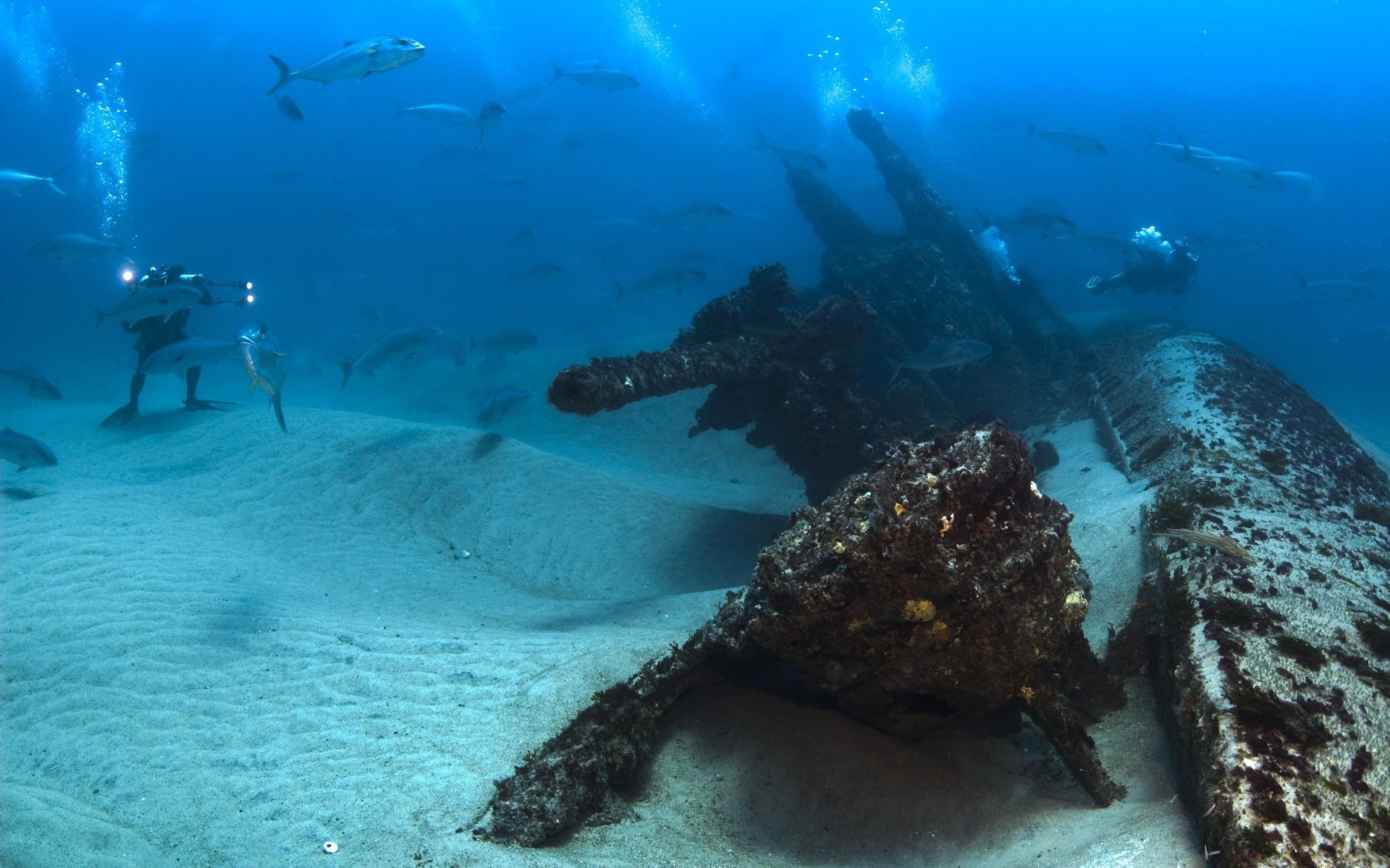 animaux marins sous-marin sports nautiques océan eau poissons mer naufrage invertébrés récif sous-marin natation voyage catastrophe corail exploration épave environnement plongée sous-marine