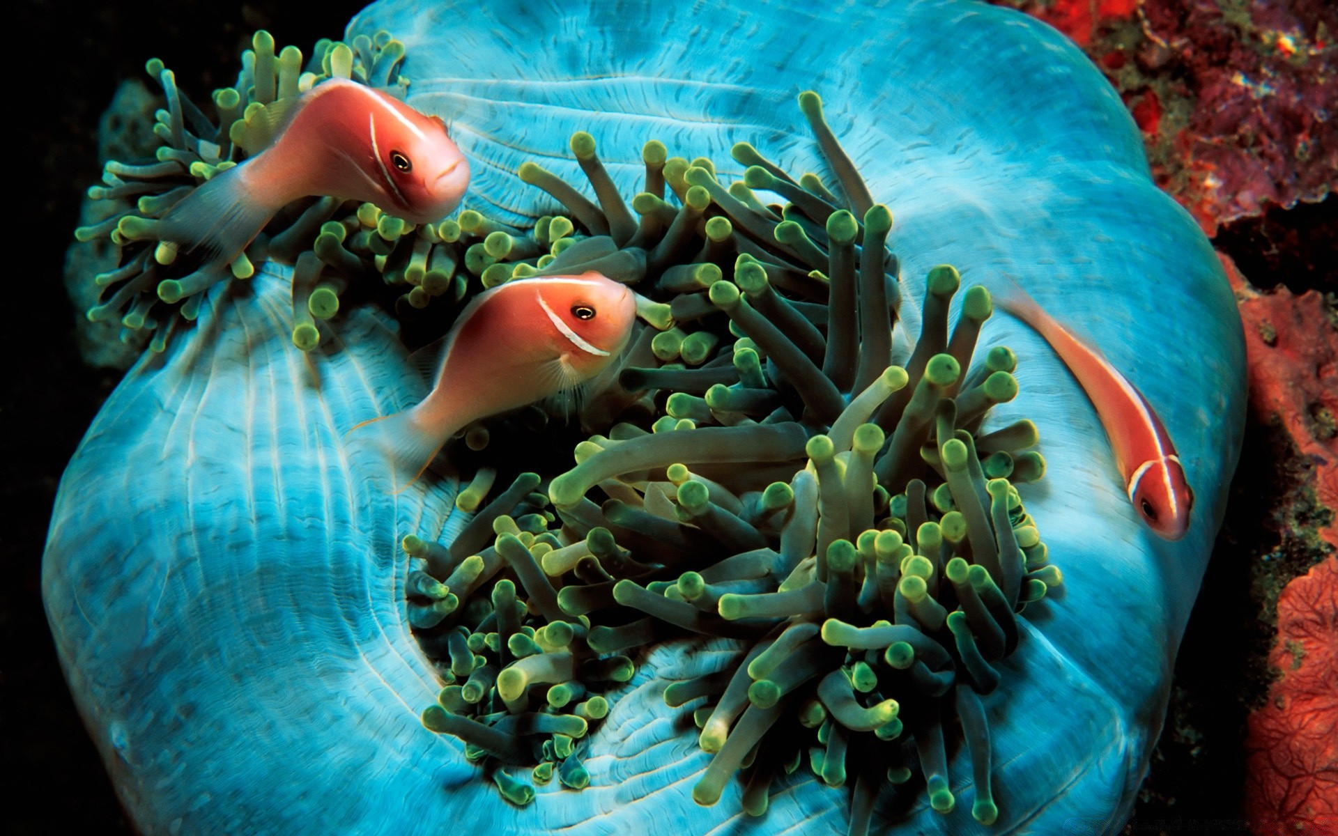 animaux marins sous-marin poissons océan eau mer natation invertébrés aquarium corail récif tropical plongée