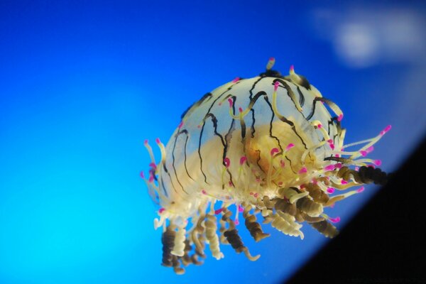 Animaux marins dans l eau multicolore