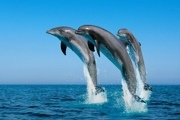 Dauphins de bonne humeur dans le vaste océan