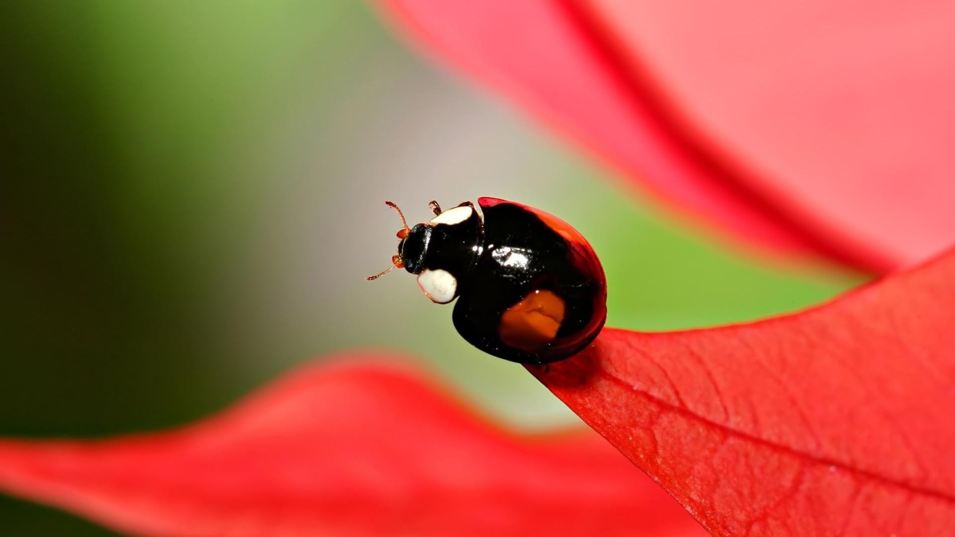 herbivore nature coccinelle feuille pluie insecte coléoptère été à l extérieur flore minuscule lumineux