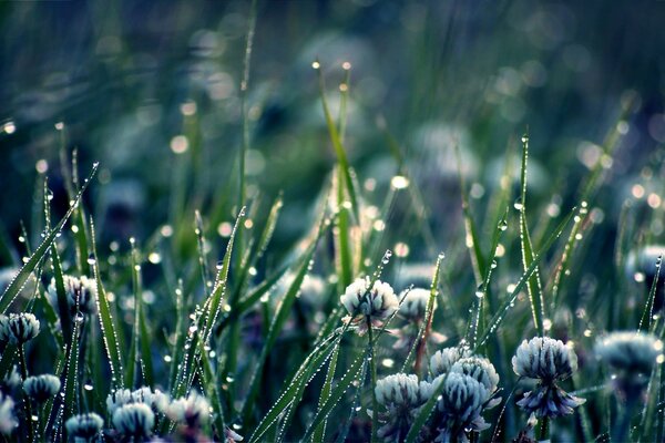 Herbe dans la nature sous la photographie macro