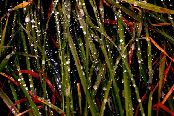 Photographie macro sur le thème de la pluie