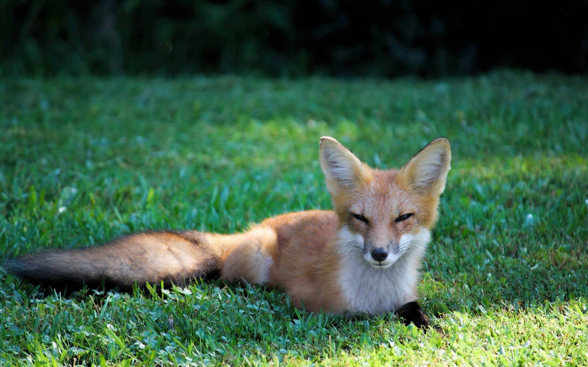 animaux mammifère animal renard cynologue fourrure faune mignon herbe chien nature sauvage petit